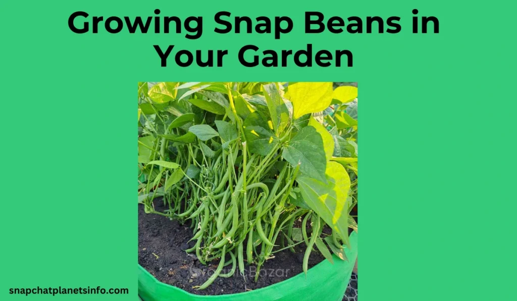 Snap Beans