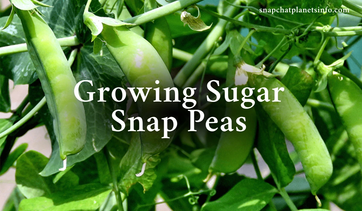 Growing Sugar Snap Peas