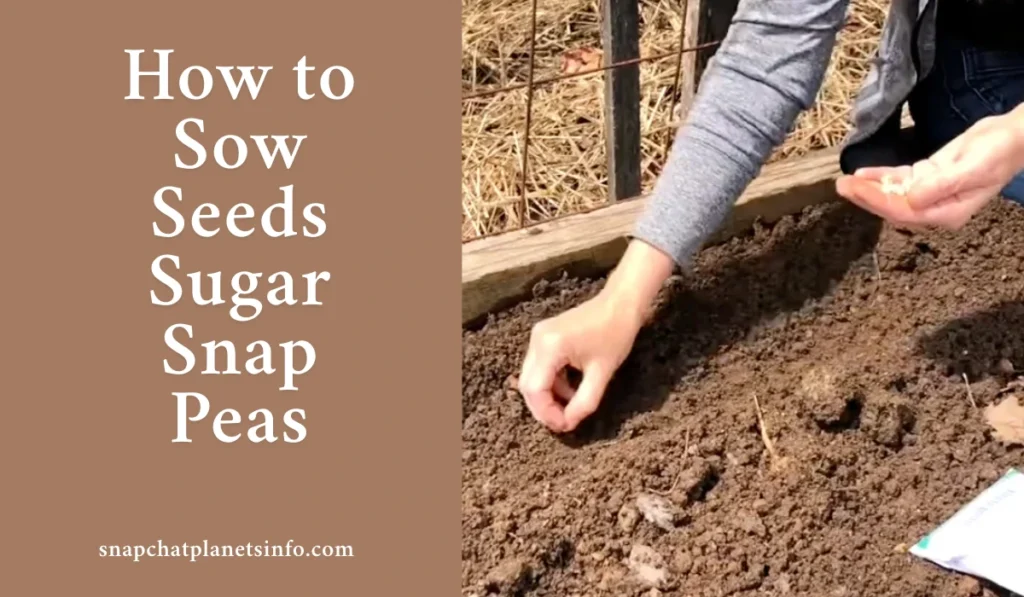 Growing Sugar Snap Peas