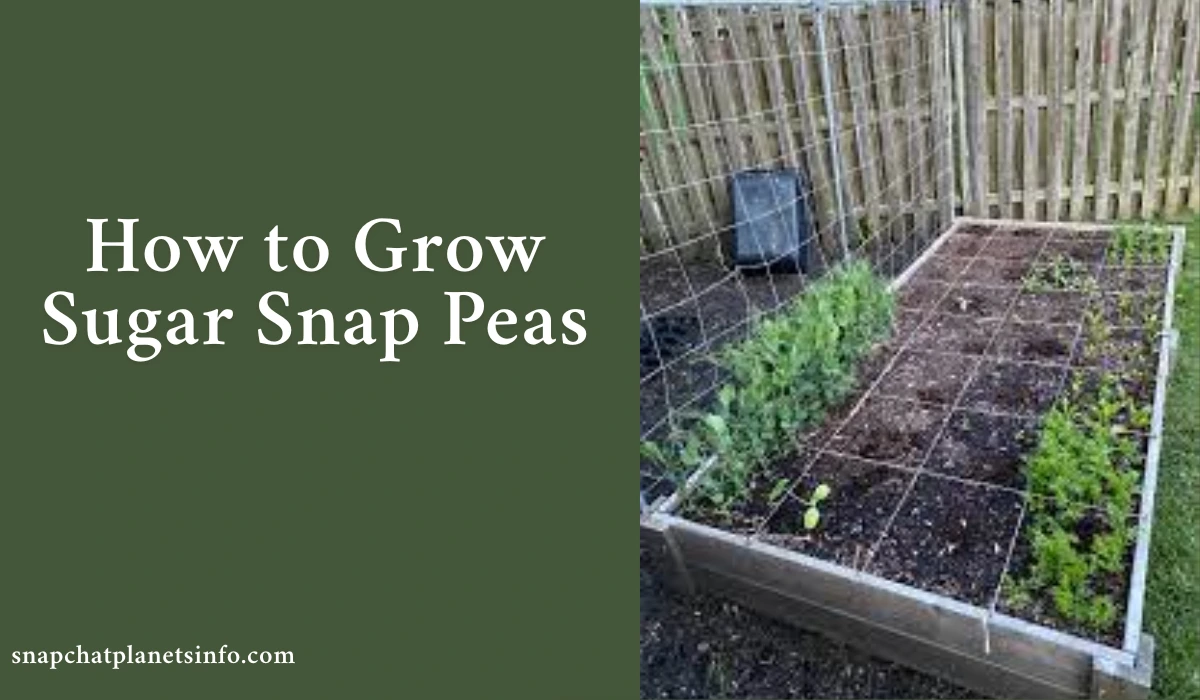 How to Grow Sugar Snap Peas