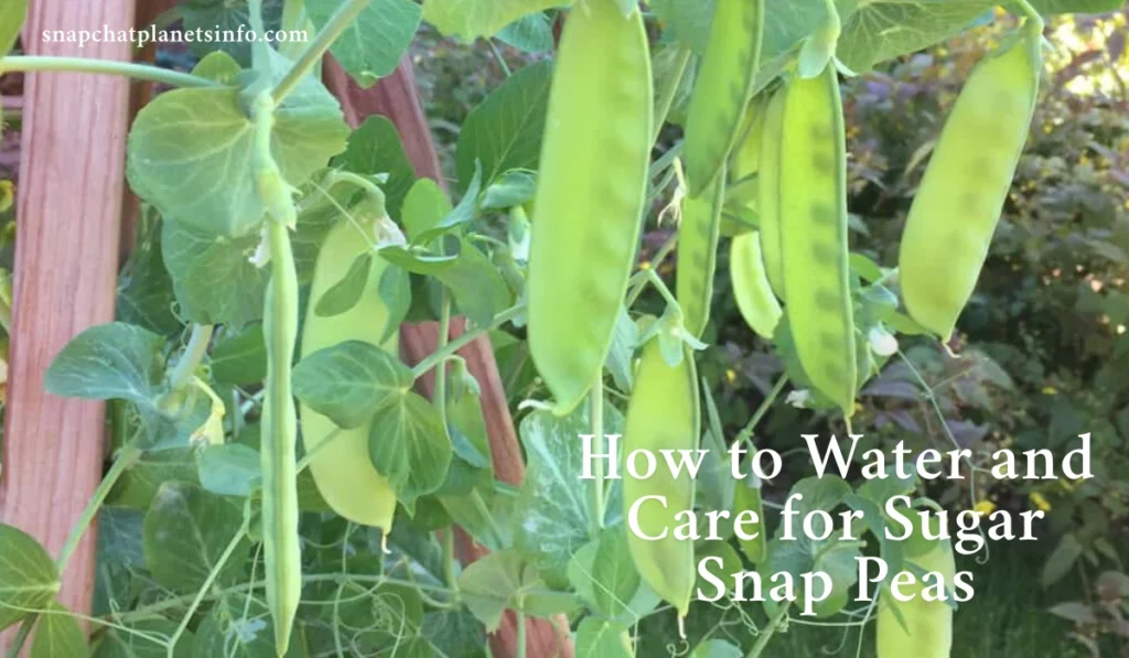 How to Grow Sugar Snap Peas